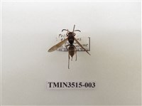 藏品(中華長腳蜂)的圖片